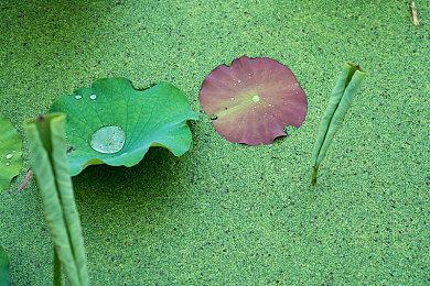 多人游戏《生化危机Re：Verse》即将在6月底停服